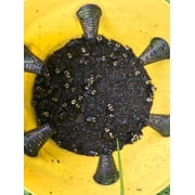 Flybuster Commercial Trap With Bait Packet