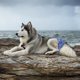 thumbnail image 4 of Pañales para el vientre para perros masculinos a prueba de fugas SG Yuyangstore Pañales femeninos, 4 of 7