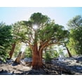 thumbnail image 2 of Talbot Frank, Christopher 23x20 White Modern Wood Framed Museum Art Print Titled - CA, Sierra Nevada Old-growth Juniper tree, 2 of 4