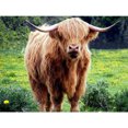 thumbnail image 1 of Diamond Painting 5D DIY Kit de yak de taladro redondo completo Decoración del hogar (B6706) FLhrweasw Nuevo, 1 of 9