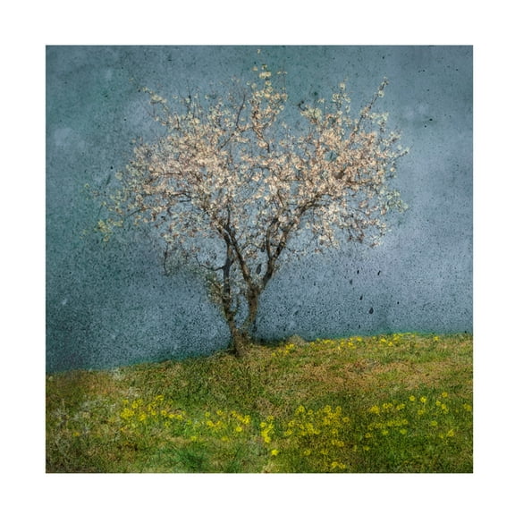 Canvas Wall Art - Nel Talen 'Almond Tree' Wall Art for Living Room, Bedroom, or Office Décor by Trademark Fine Art - 14 x 14 Inches