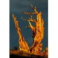 thumbnail image 2 of Jones, Adam 11x14 White Modern Wood Framed Museum Art Print Titled - Bristlecone pine at sunset-White Mountains-Inyo National Forest-California, 2 of 4