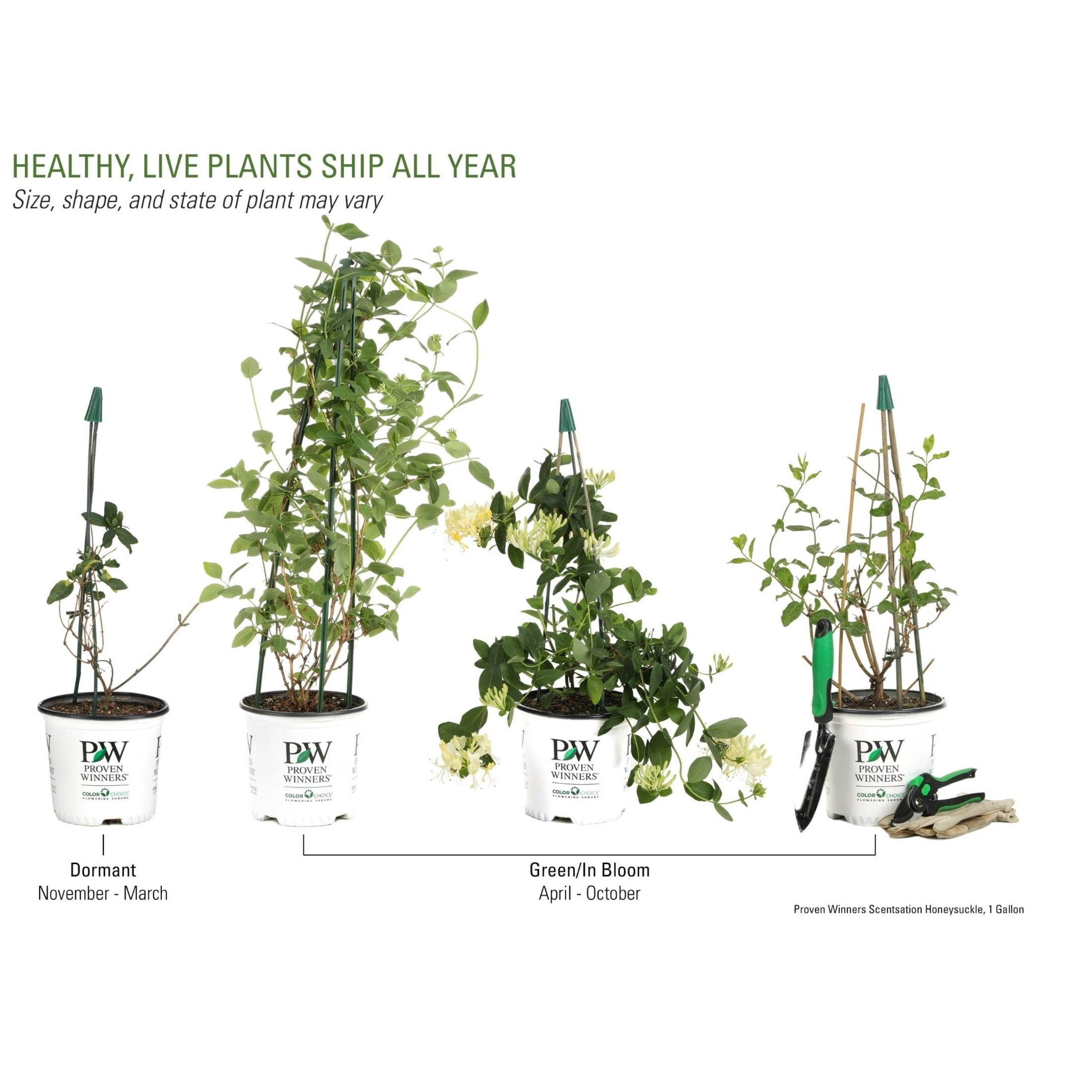Proven Winners ColorChoice 5" Yellow 'Scentsation' Honeysuckle Live Plant in 4.5" Pot (4 Count)
