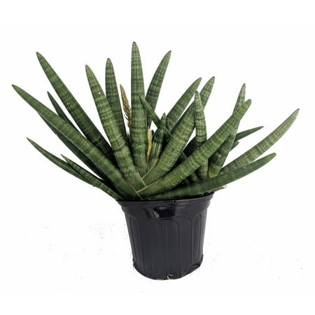 Rare Starfish Snake Plant - Sanseveria - Almost Impossible to Kill - 8" Pot - Walmart.com Rare Starfish Snake Plant - Sanseveria - Almost Impossible to Kill - 8" Pot - Walmart.com