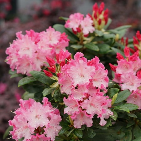 Proven Winners ColorChoice 5" Multicolor Dandy Man Color Wheel Rhododendron Live Plant in 4.5" Pot (4 Count)