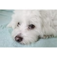 thumbnail image 3 of CafePress - Coton De Tulear Mugs - 15 oz Ceramic Large White Novelty Mug, 3 of 4