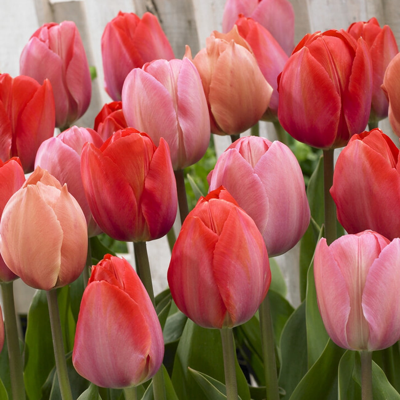 Van Zyverden Tulips Van Eijk Mix Set of 25 Bulbs, Multicolor, Partial Sun, Perennial