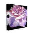 thumbnail image 3 of Stupell Industries Lush Pink Rose Petals Flower Water Droplets Painting Gallery Wrapped Canvas Print Wall Art, Design by Alan Weston, 3 of 5