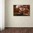 thumbnail image 3 of Trademark Fine Art "Autumn Japanese Maple Tree" Canvas Art by Kurt Shaffer, 3 of 3