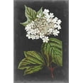 thumbnail image 2 of Vision Studio  13x18 White Modern Wood Framed Museum Art Print Titled - Dramatic White Flowers III, 2 of 4