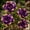 E, variant on Desert Rose, Low Maintenance - Easy Grow - Ideal for Beds Borders, Plant Pots & Planters