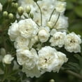 thumbnail image 6 of White Lady Banks Rose Live Plant- Liners, 6 of 6