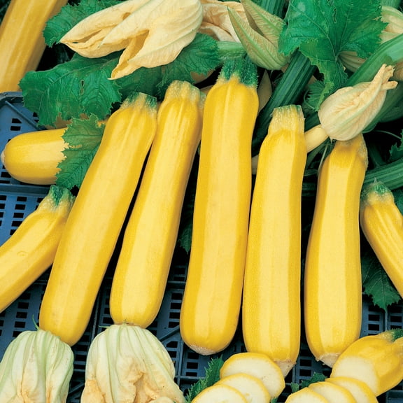 Golden Zebra F1 Hybrid Summer Squash Seeds - 4 g Packet ~35 Seeds - Non-GMO, F1 Hybrid - Vegetable Garden - Cucurbita pepo