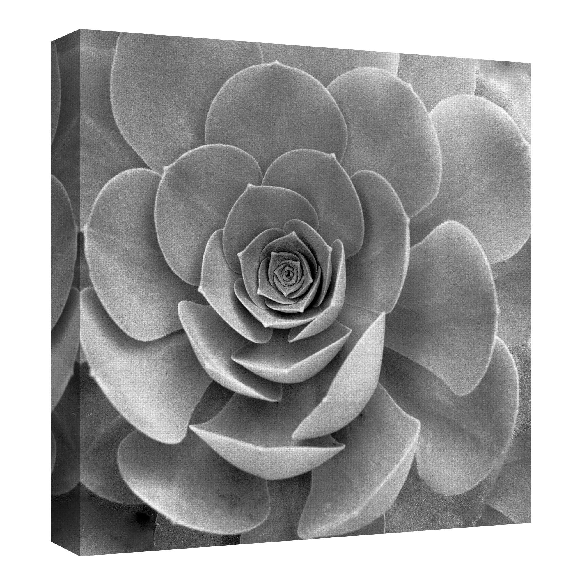 Masterpiece Art Gallery Floral #22 By Alan Blaustein Canvas Art Print 30" x 30"