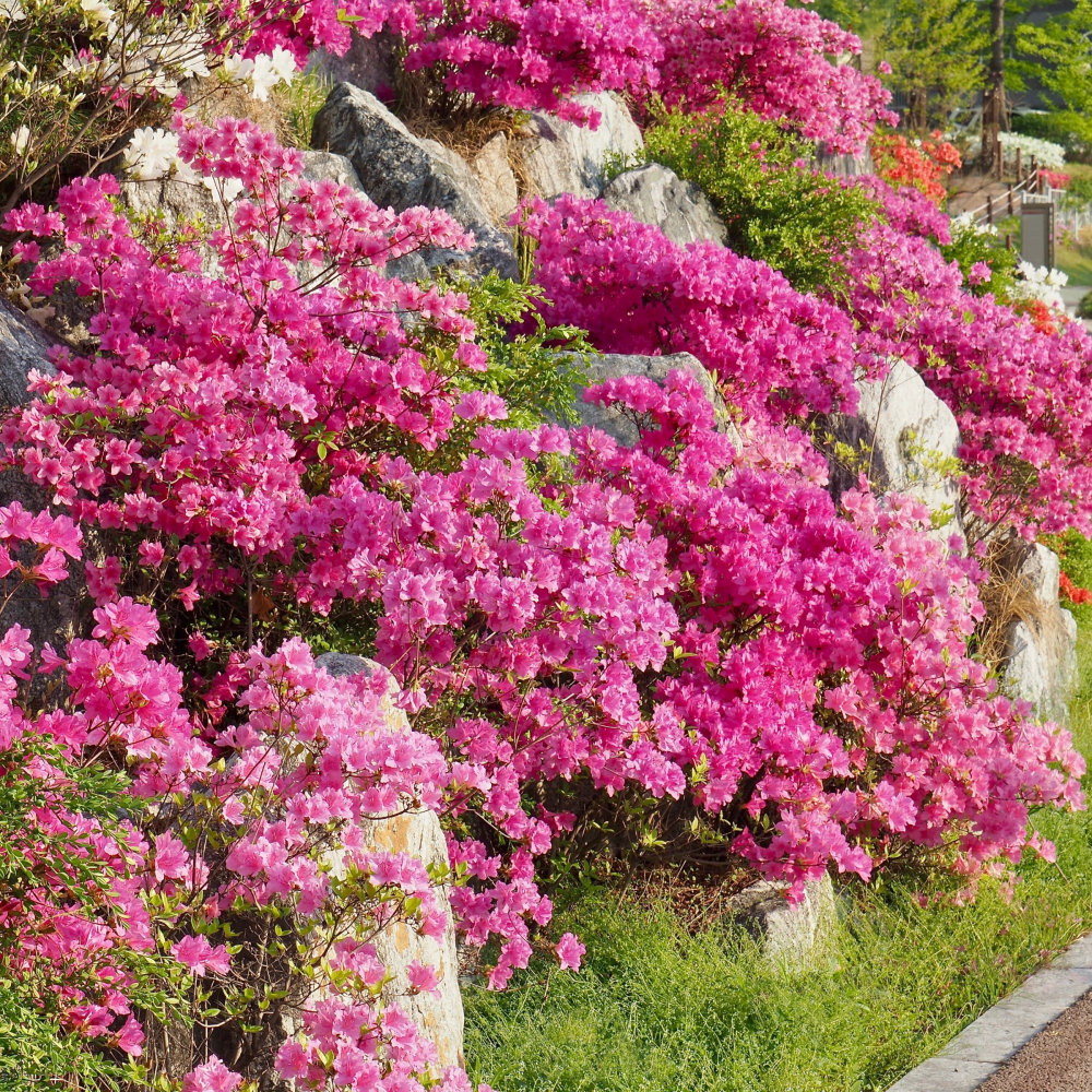2.25 gal. Azalea Pride of Mobile Live Shrub with Full Sun