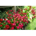 thumbnail image 4 of 100 RED ENGLISH DAISY Bellis Perennis Double Flower Seeds, 4 of 8