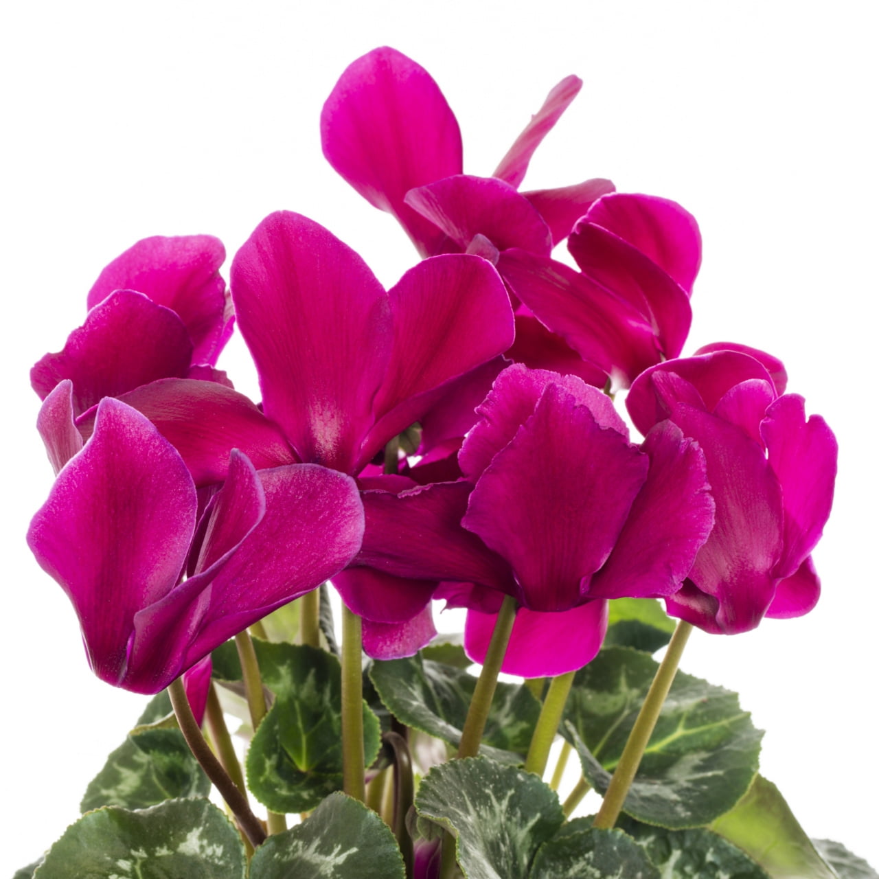 Better Homes & Gardens 1.5PT Purple Cyclamen Live Annual Plant Sun 5-Pack