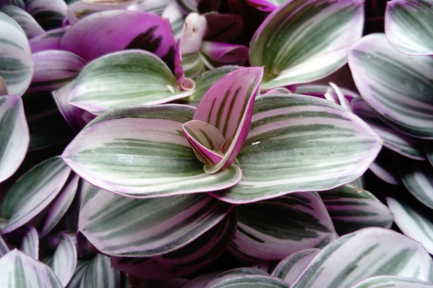 Rare Nanouk Pink Wandering Jew Tradescantia 2.5&quot; Pot