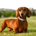 thumbnail image 3 of Collar para perro con diamantes de imitación Haoyueer Cute Dazzling Sparkling Purple, 3 of 4