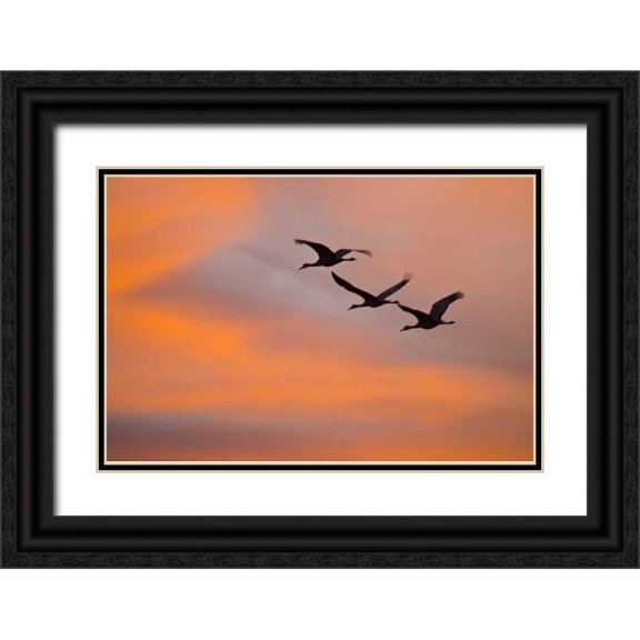 Lord, Fred 32x23 Black Ornate Wood Framed with Double Matting Museum Art Print Titled - New Mexico Greater sandhill cranes leaving nest