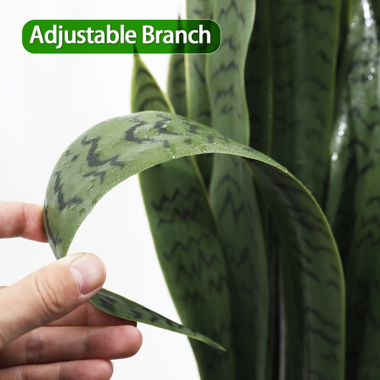 outdoor pothos Golden Pothos in Trellis, Epipremnum Aureum main image 1