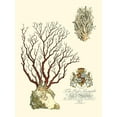 thumbnail image 2 of Vision Studio  25x32 White Modern Wood Framed Museum Art Print Titled - Custom Imperial Coral III, 2 of 4