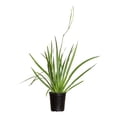 thumbnail image 2 of Expert Gardener African Iris (2.5 Quart) White Blooming Evergreen Perennial - Full Sun Live Outdoor Plant, 2 of 5
