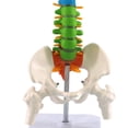 thumbnail image 4 of 2X 45cm with Pelvic Human Anatomical Anatomy Spine Spinal Column Model Teaching Resources for Students, 4 of 5