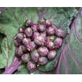 thumbnail image 1 of HJADGG 100+ Brussels Sprouts Cabbage Rosella-Vegetable Purple, 1 of 8