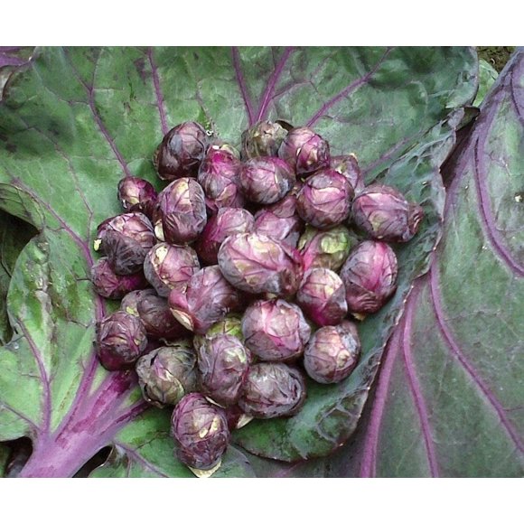 HJADGG Seeds Brussels Sprouts Purple Rosella Cabbage Heirloom Non GMO