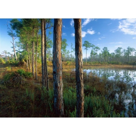 Pond near the Loxahatchee River Jonathan Dickinson State Park Florida Poster Print by Tim