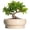 Beige, variant on Ordivic 6 inch Blue Glaze Round Ceramic Bonsai Pot with Drainage Hole & Saucer, Decorative Indoor Planter for Home Living Room Decor
