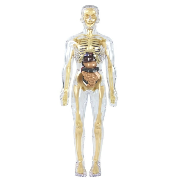 Modelo Torso Cuerpo Humano 3D 28 5 Cm para A Partir 12 Años (huesos Transparentes)
