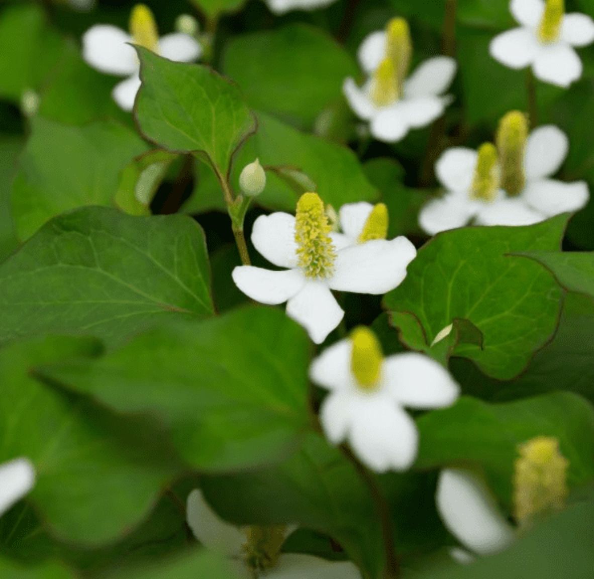 300 Seeds + Fish Mint Seeds for Planting, Houttuynia Cordata Seeds for Outdoor Garden, Easy to Grow