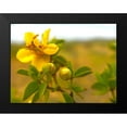 thumbnail image 2 of Tenoever, William 24x19 Black Modern Framed Museum Art Print Titled - Creosote in Bloom 1, 2 of 5