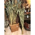 thumbnail image 3 of Dried Corn Stalk Bundle Short Stem 36-48 Inch - Single Bunch for Holiday and Seasonal Decor, 3 of 4