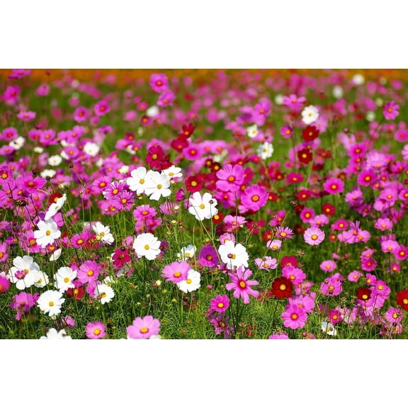 Seedville 350 Cosmos Sensation Flower Seed, Attracts Bees and Butterflies