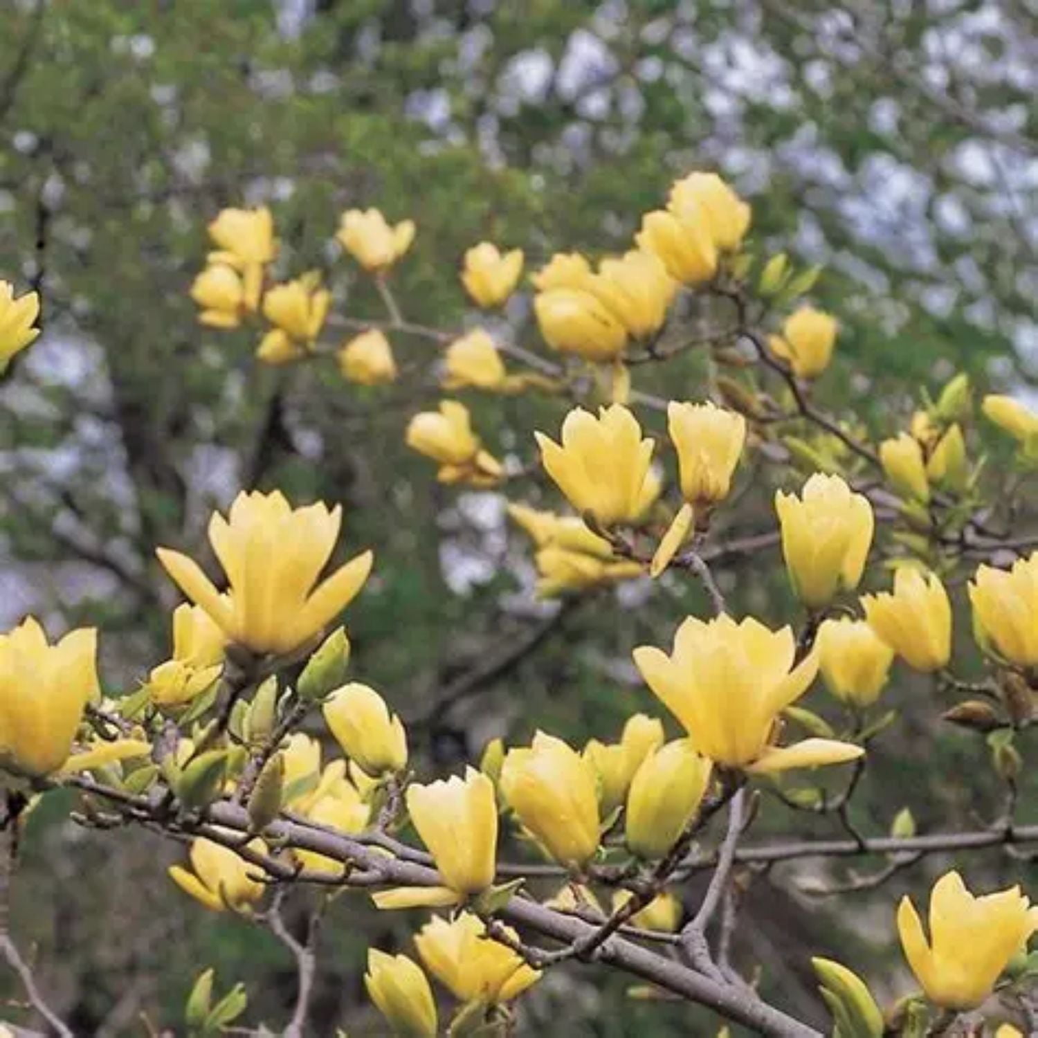 Expert Gardener 1-2' Magnolia Japanese Butterflies Live Tree in 1 gal. Grower Pot