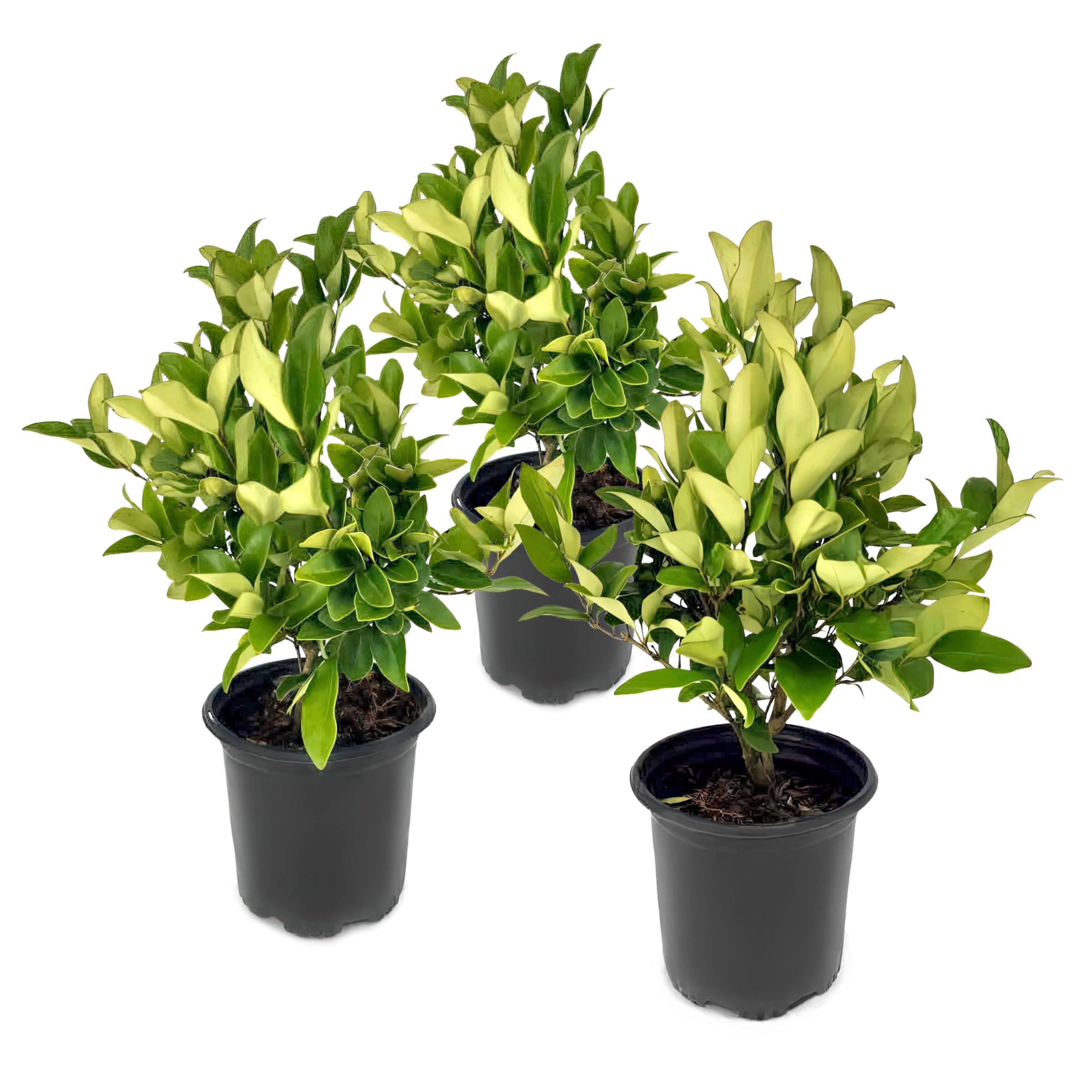 National Plant Network 1 gal. Wax Leaf Ligustrum