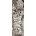 thumbnail image 3 of Blaustein, Alan 11x24 Black Modern Framed Museum Art Print Titled - Grapes Pano - 15, 3 of 5