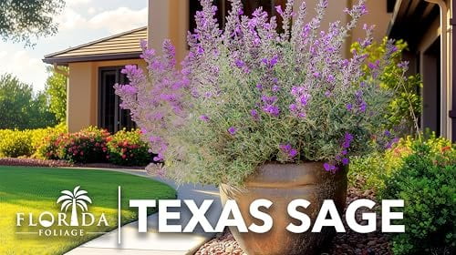 Texas Sage  3 Live Plants  Leucophyllum frutescens  Drought-Tolerant Shrub for Landscaping  Hardy Evergreen with Silver Foliage and Purple Blooms