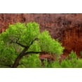 thumbnail image 2 of Paulson, Don 24x17 Black Ornate Wood Framed with Double Matting Museum Art Print Titled - Utah, Arches NP Cottonwood tree against red rock, 2 of 4