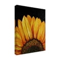 thumbnail image 2 of Trademark Fine Art 'Sunflower Sunflower' Canvas Art by Marcia Baldwin, 2 of 3
