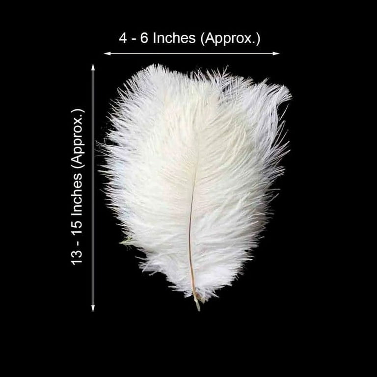 BalsaCircle 12 Pieces 13-15 Beige Authentic Ostrich Feathers Centerpieces
