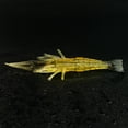 thumbnail image 3 of Eigraketly 6 uds cebo en forma de camarón reutilizable aparejos cebos sintético realista útil pesca pulpo calamar agua salada lago corriente Pescar, 3 of 6
