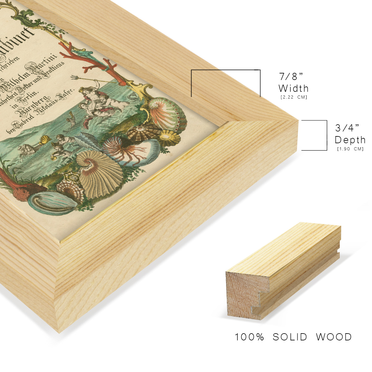 Cabinet of Conchology -Framed Print w/glass-Natural Wood