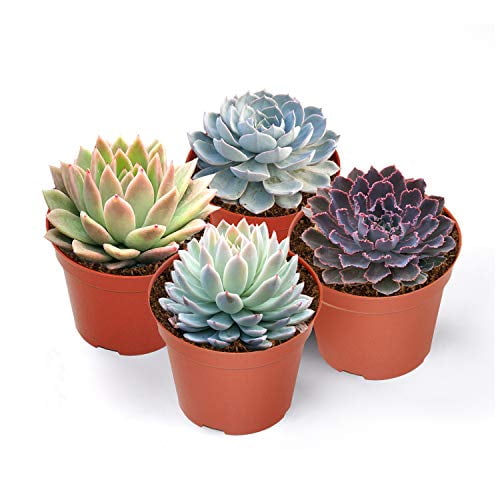 Premium Rosette Succulents, 4 Assorted Rooted Succulents ...