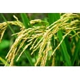 thumbnail image 6 of Organic Long Grain White Rice, 8 Pounds — Non-GMO, Kosher, Vegan, Raw - by Food to Live, 6 of 6