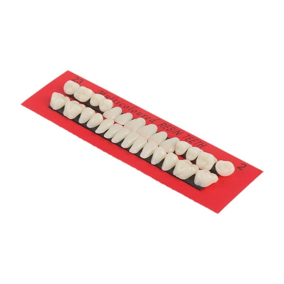 Dientes Postizos De Resina De Repuesto Completos Para Modelo Educativo De Halloween