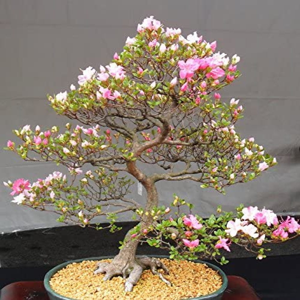 10 PCS Seeds Blue Sky White Cherry Garden Mini Bonsai Sakura Ornamental Plants N 